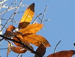 09_1213_kunugi2.jpg