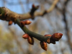 09_1216_ume7.jpg