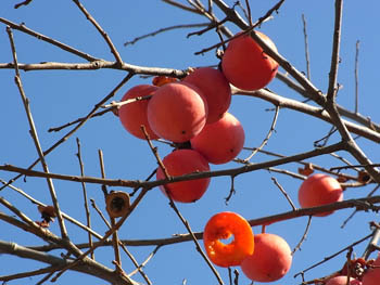 09_1221_kaki.jpg
