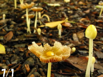 09_1223_kinoko06.jpg