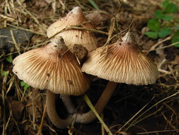 09_1223_kinoko12.jpg