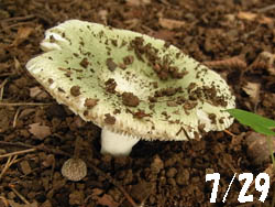 09_1223_kinoko13.jpg