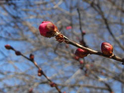 09_1226_ume02.jpg