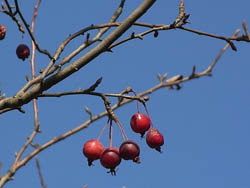 09_1230_himeringo.jpg