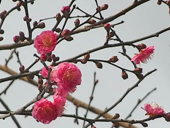 09_1231_ume2.jpg