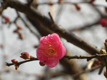 09_1231_ume5.jpg