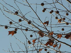 10_0116_platanus1.jpg