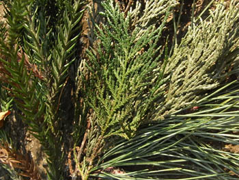10_0117_hinoki_sugi_matu2.jpg