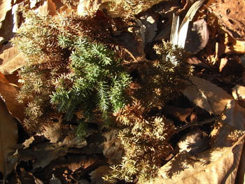 10_0118_himuro4.jpg