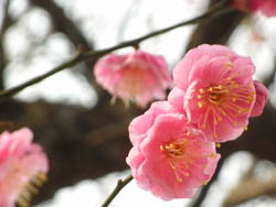 10_0121_ume01.jpg