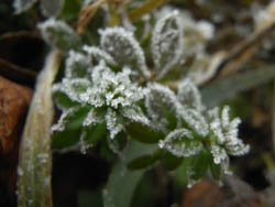 10_0125_yae_mugura2.jpg