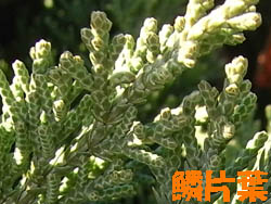 10_0126_hai_byakusin06.jpg
