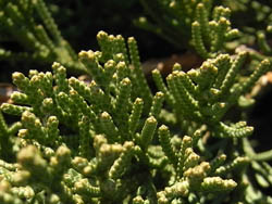 10_0126_hai_byakusin07.jpg