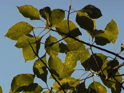 10_0129_kusunoki2.jpg