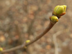 10_0131_lilac2.jpg