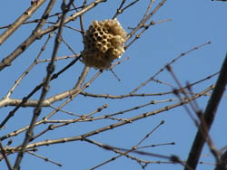 10_0201_katura3.jpg