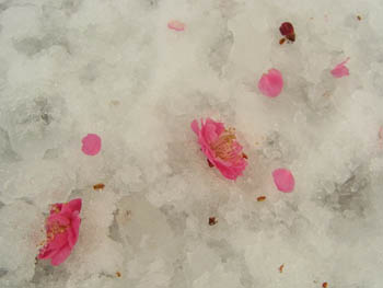 10_0202_ume3.jpg