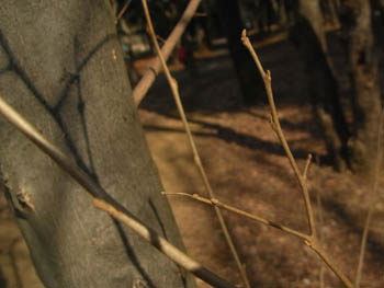 10_0203_egonoki1.jpg