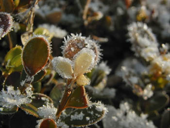 10_0204_boxwood2.jpg
