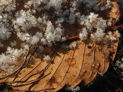 10_0204_frost2.jpg