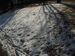 10_0204_frost3.jpg