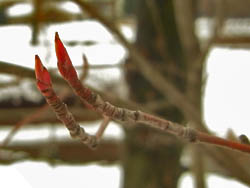 10_0205_Juneberry.jpg