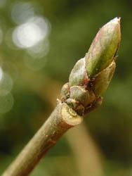 10_0208_mayumi2.jpg