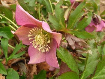 10_0210_xmasrose3.jpg
