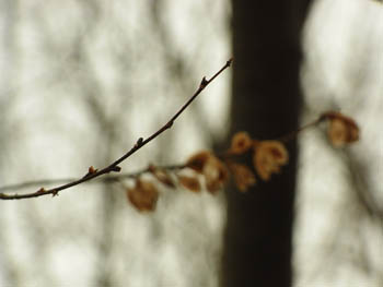 10_0212_akanire1.jpg