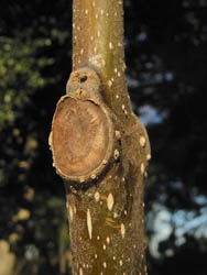 10_0212_kiri3.jpg
