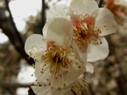 10_0213_hakubai.jpg