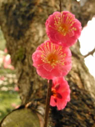 10_0213_koubai.jpg