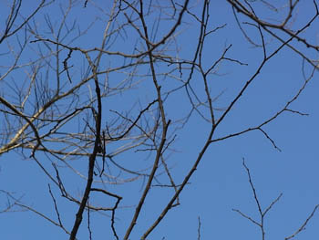 10_0214_enoki2.jpg