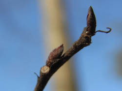 10_0214_mukunoki2.jpg