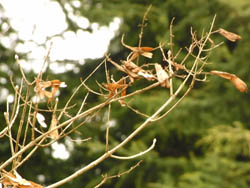 10_0215_aodamo3.jpg