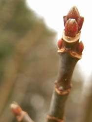 10_0217_negundo_k3.jpg