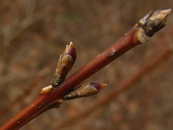 10_0220_rengyo.jpg