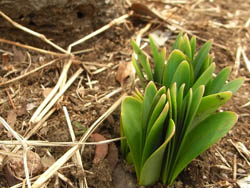 10_0226_natuzuisen.jpg