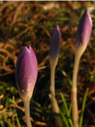 10_0228_crocus7.jpg