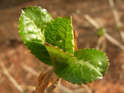 10_0301_ajisai.jpg