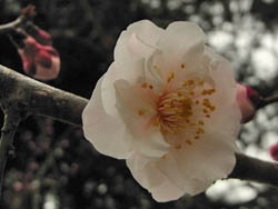 10_0304_bungoume1.jpg