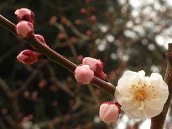 10_0304_bungoume4.jpg