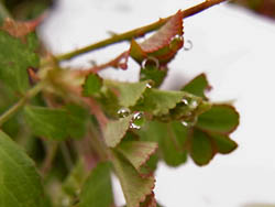 10_0310_noibara2.jpg