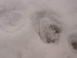 10_0312_snow1.jpg