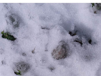 10_0312_snow4.jpg