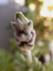 10_0314_f_lavender.jpg
