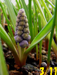 10_0314_muscari2.jpg