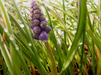 10_0314_muscari3.jpg