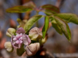 10_0331_akebi2.jpg