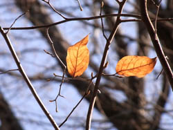 10_0331_yamakobasi.jpg